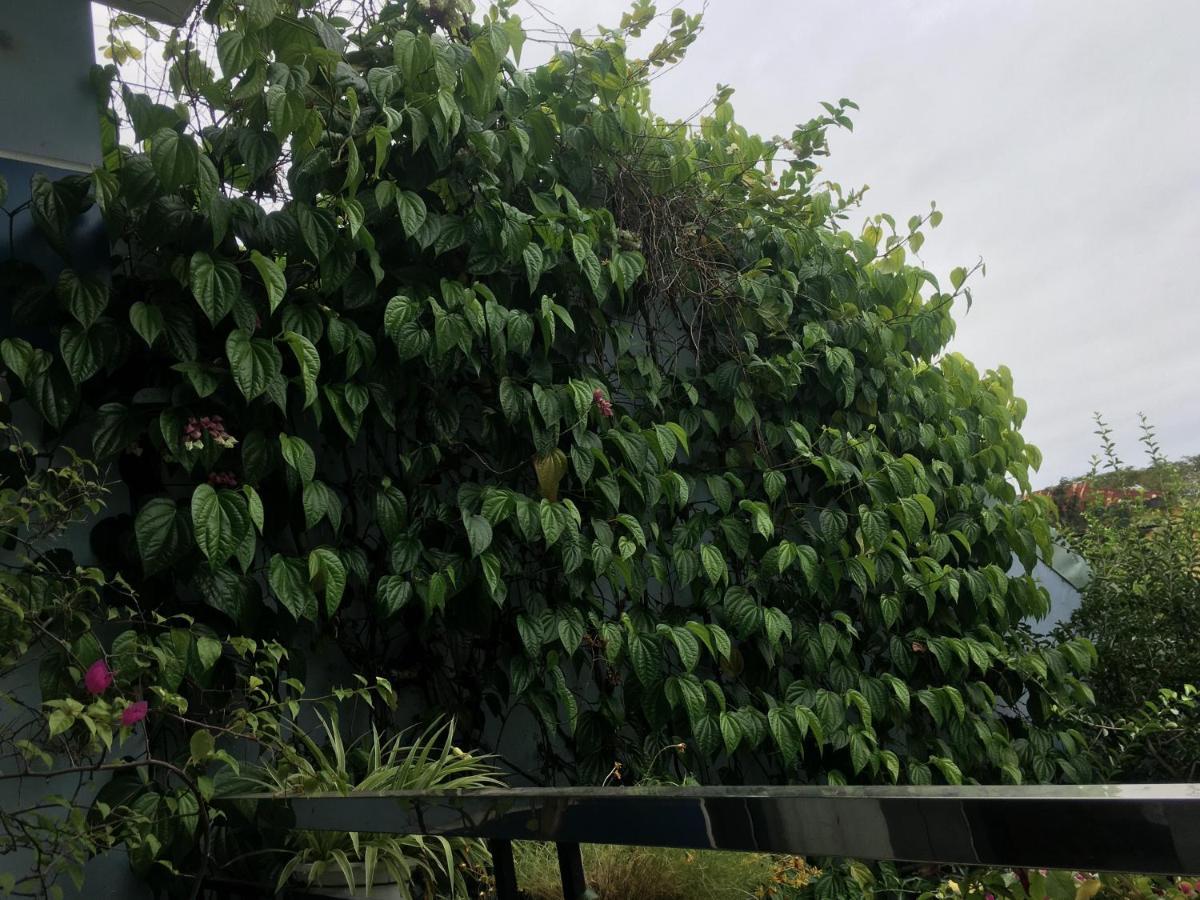 Cherry Garden Homestay Hoi An Luaran gambar